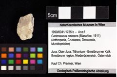 Foto (Objket + Etiketten) von Goniodromites bidentatus (Reuss, 1858) 